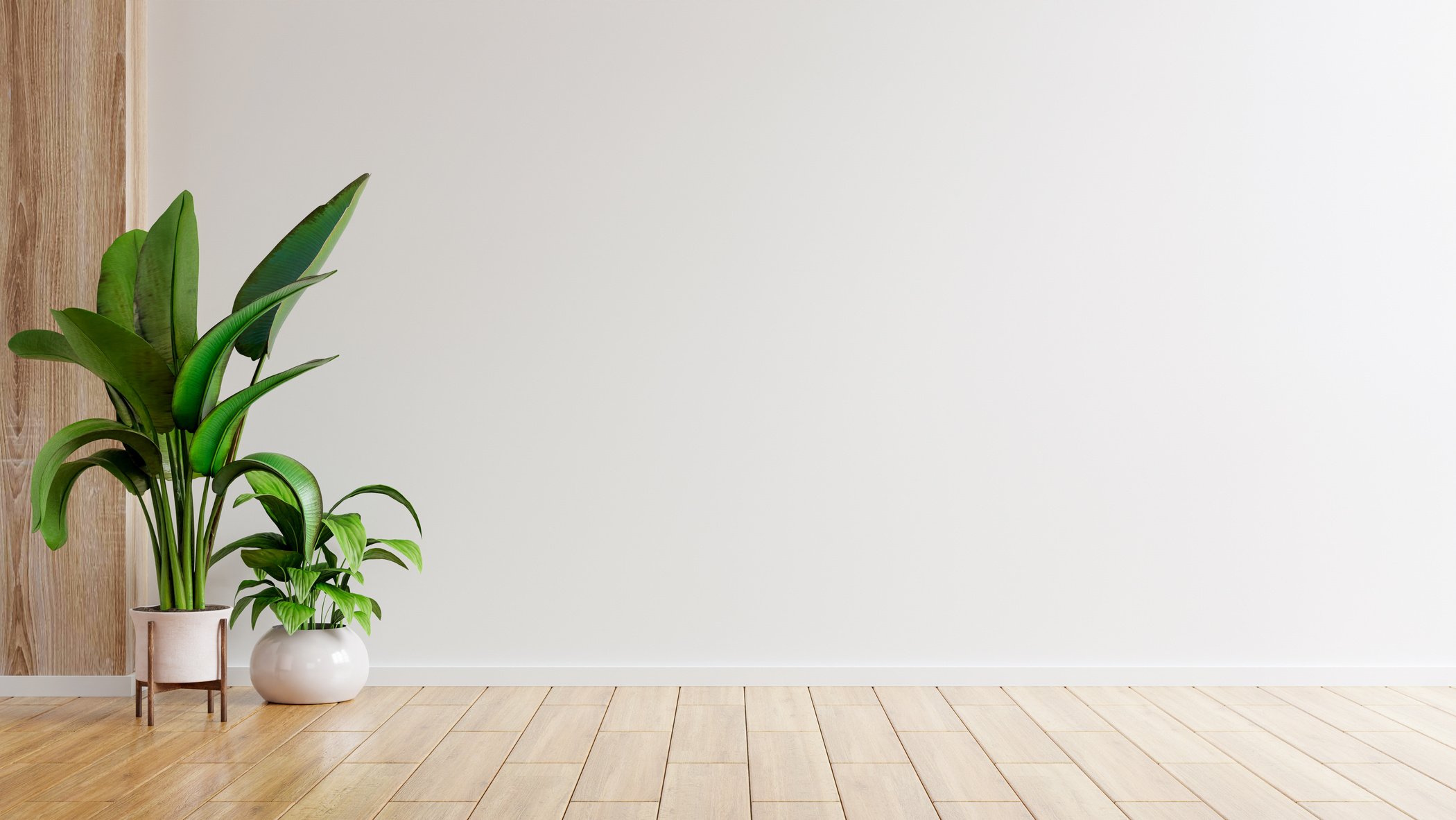 Houseplants in a Room 